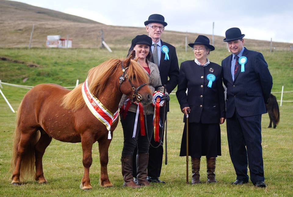 Viking Shetland Pony Show 2021  Pony Breeders of Shetland Association