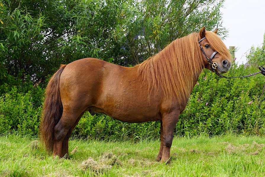 Successful Stallions | Pony Breeders of Shetland Association